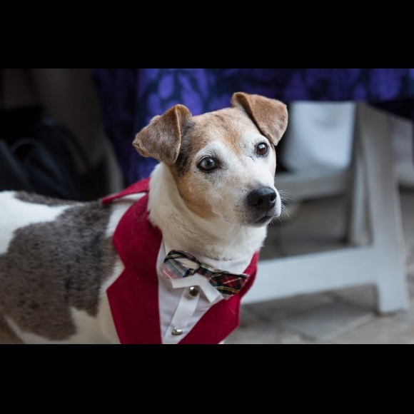 Meet your Posher, Posh - Picture 3 of 7